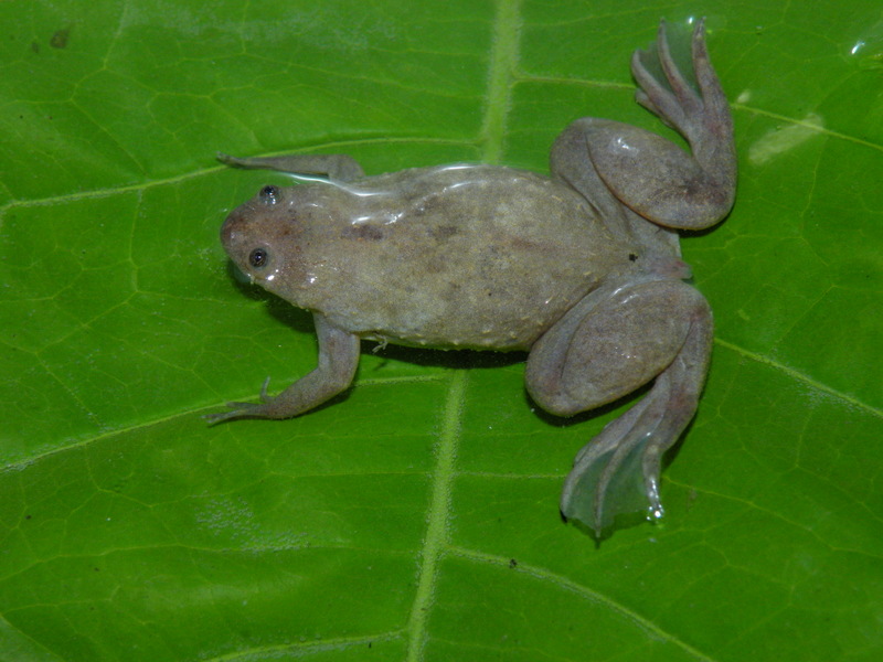 Xenopus parafraseri