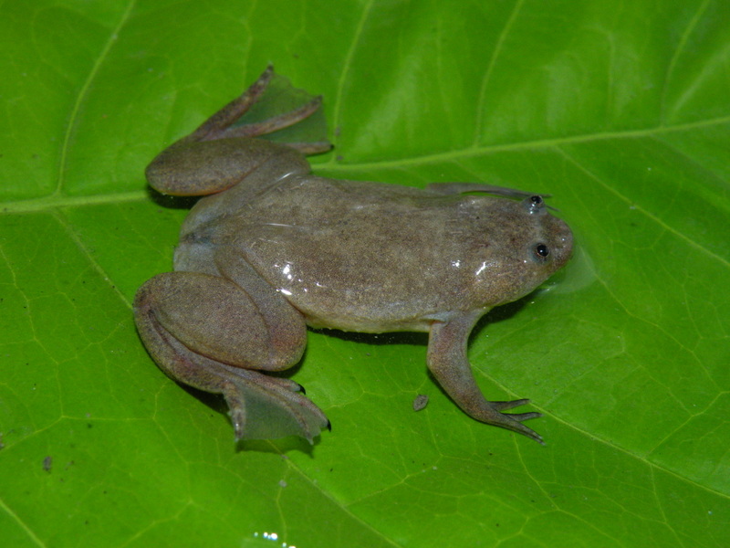 Xenopus parafraseri Xenopus parafraseri
