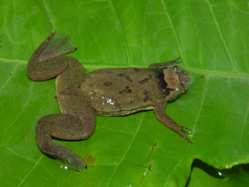Xenopus parafraseri Xenopus parafraseri