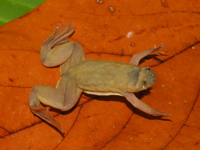 Xenopus parafraseri