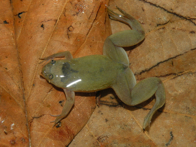Xenopus parafraseri