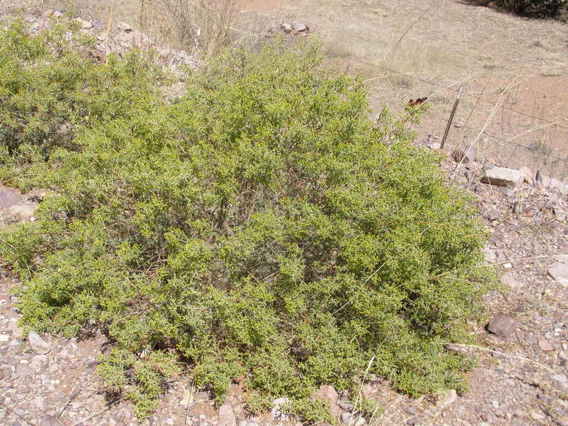 Barkleyanthus salignus