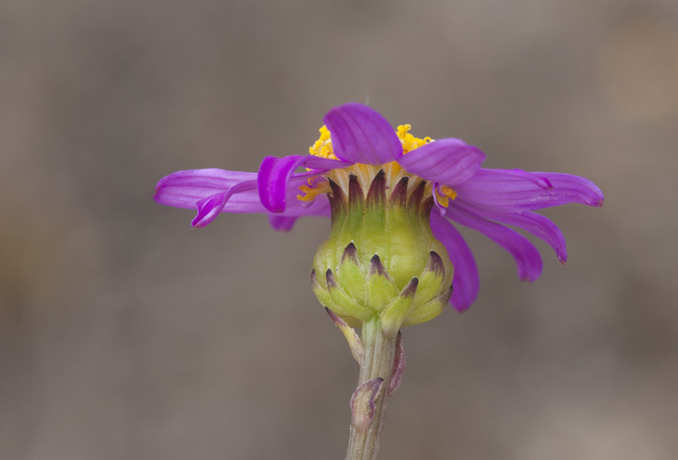 Senecio elegans