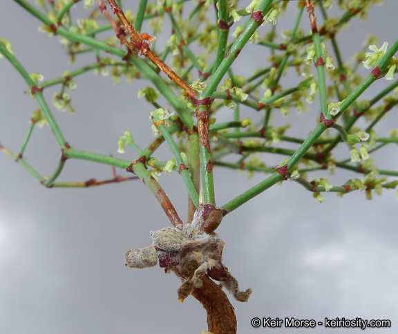 Eriogonum brachyanthum