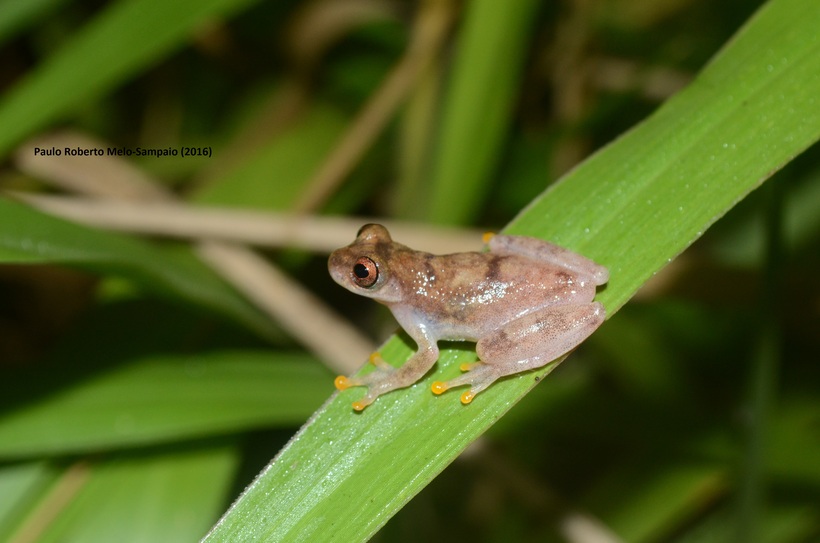 Dendropsophus joannae