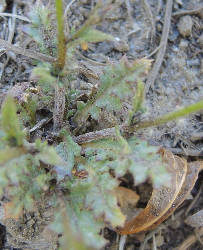 Gilia latiflora ssp. elongata