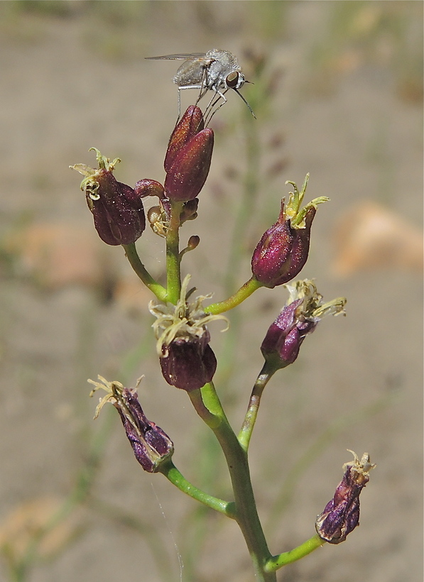 Caulanthus pilosus