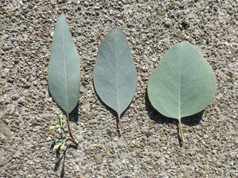 Eucalyptus polyanthemos