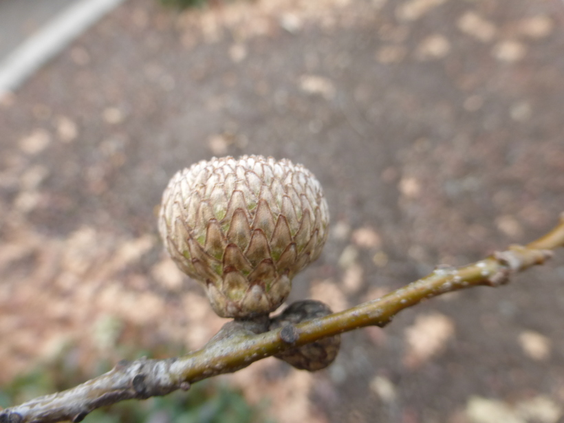 Quercus nuttallii