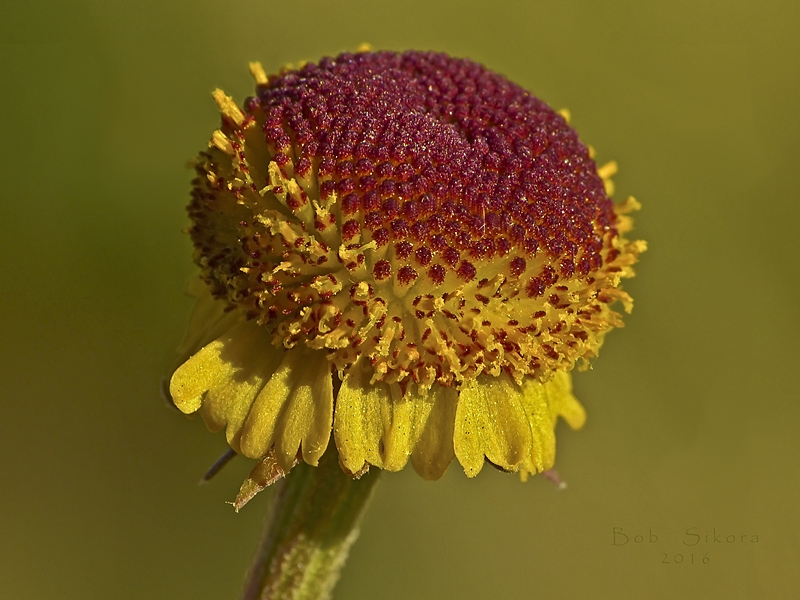 Helenium puberulum Helenium puberulum