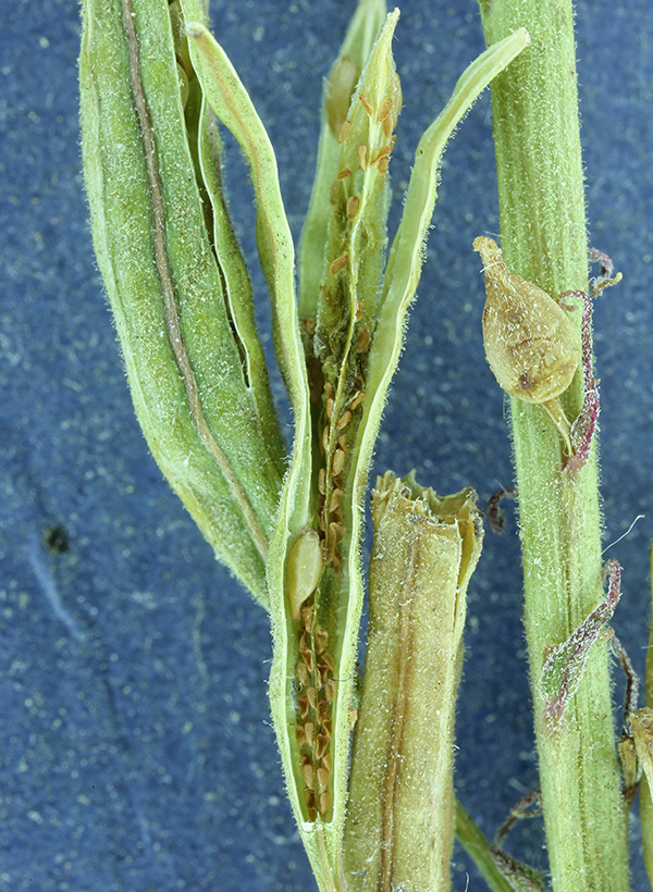 Chylismia claviformis ssp. lancifolia