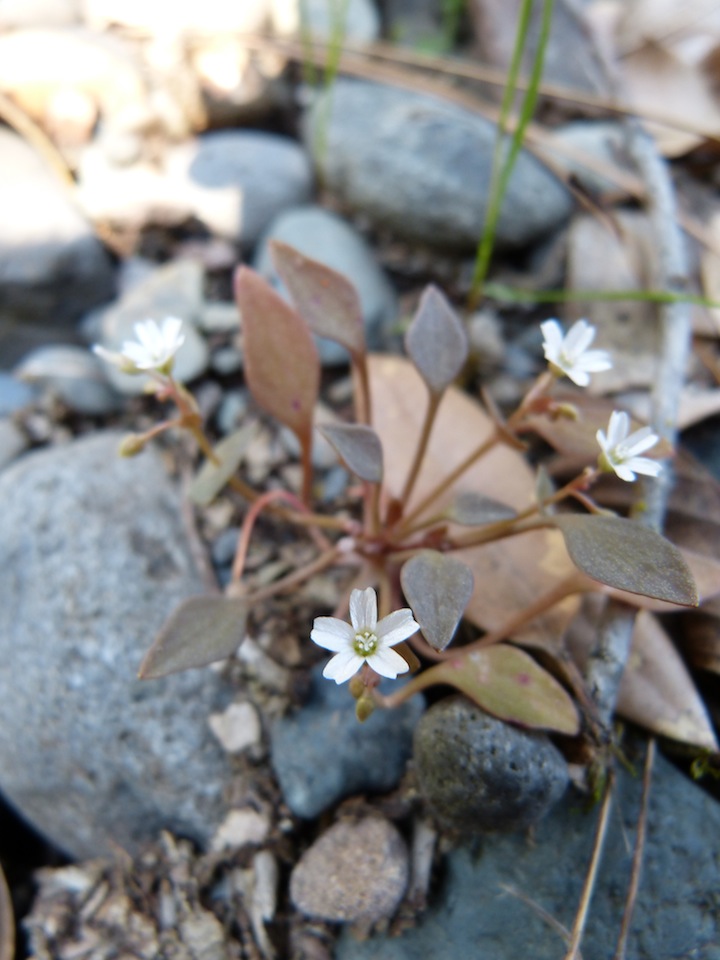 Claytonia rubra