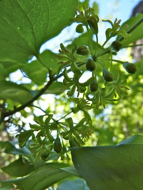 Smilax californica