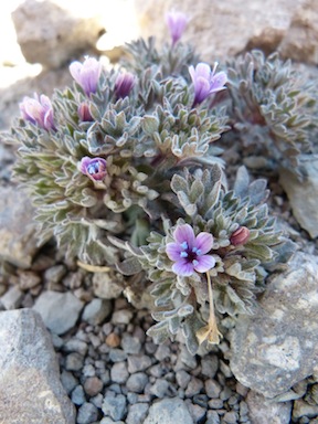 Collomia larsenii