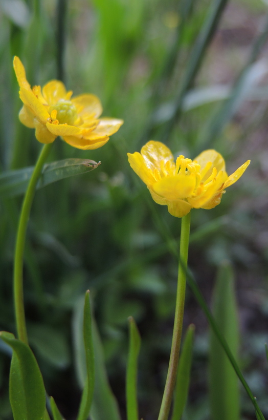 Ranunculus alismifolius var. alismellus