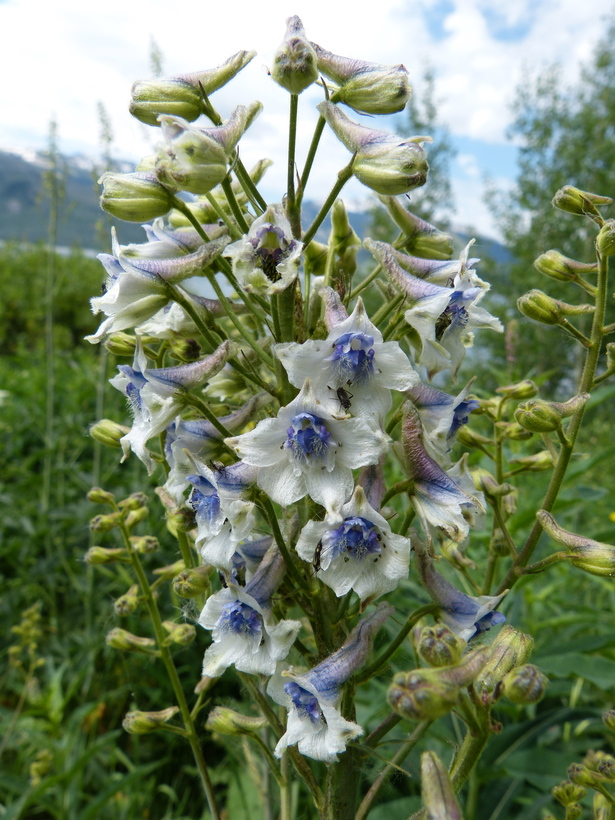 Delphinium occidentale Delphinium occidentale