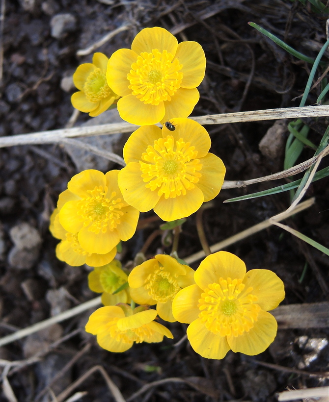 Ranunculus eschscholtzii