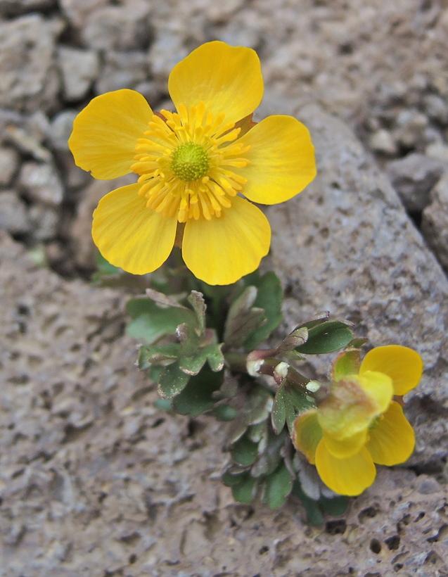 Ranunculus eschscholtzii