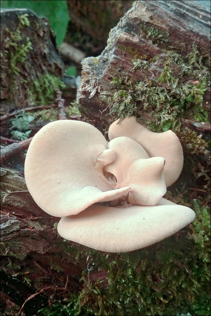 Polyporus varius