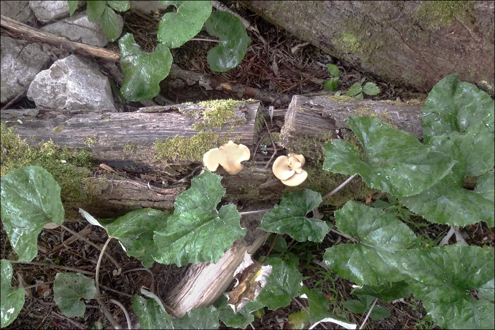 Polyporus varius