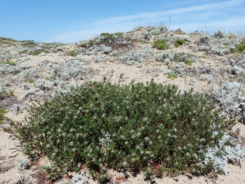 Cardionema ramosissimum
