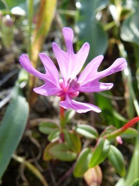 Clarkia concinna ssp. raichei