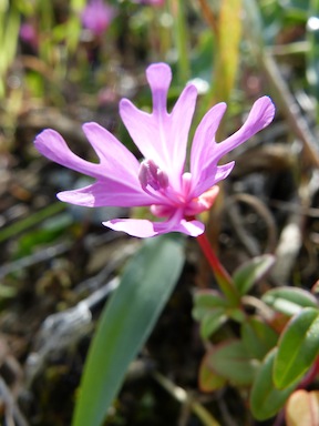 Clarkia concinna ssp. raichei Clarkia concinna ssp. raichei