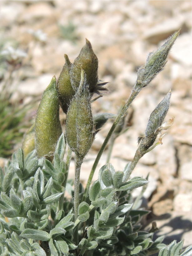 Oxytropis parryi