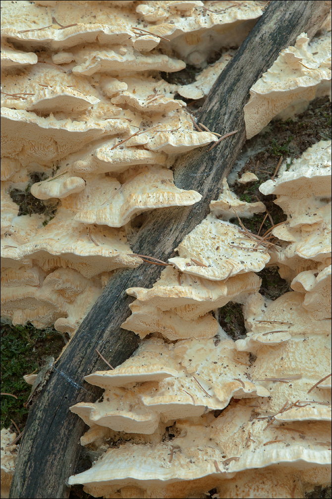 Trametes pubescens