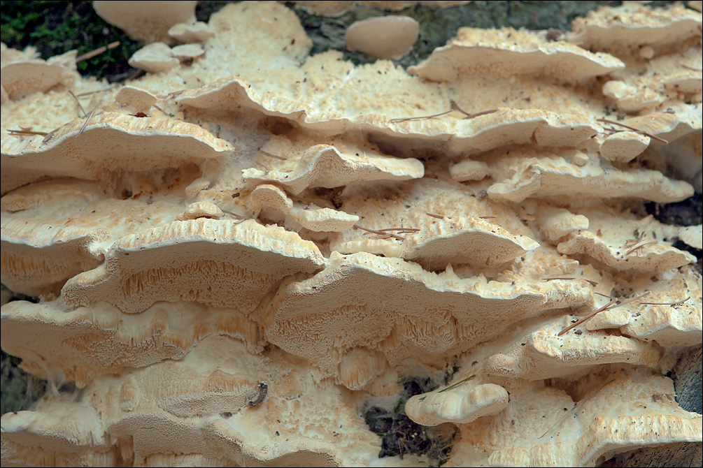 Trametes pubescens
