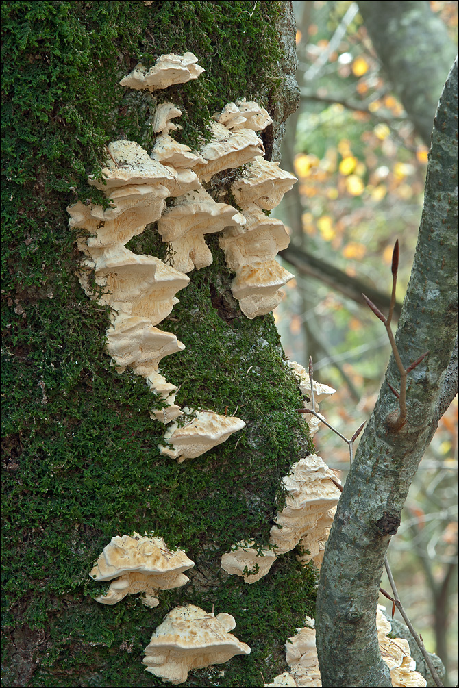 Trametes pubescens