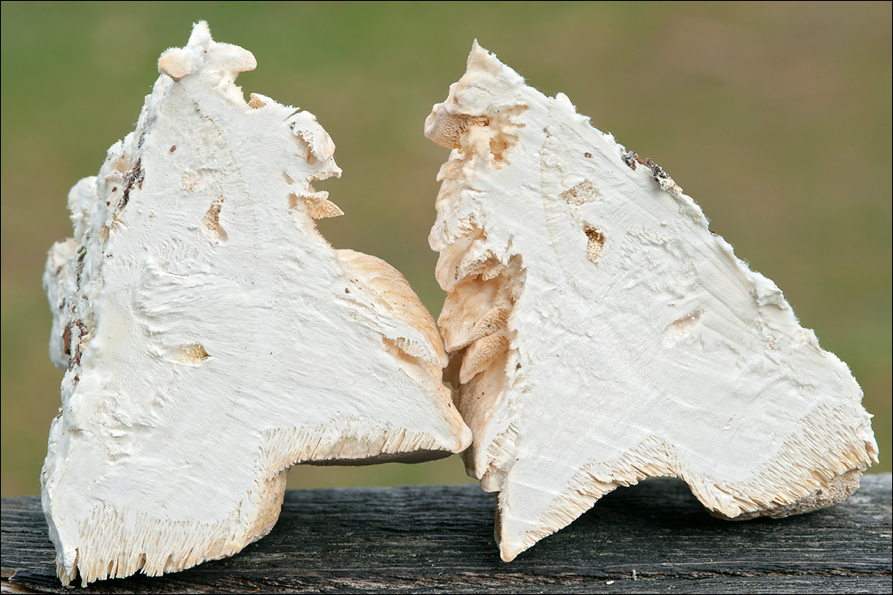 Trametes pubescens