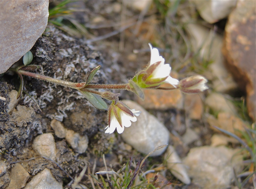 Cerastium beeringianum