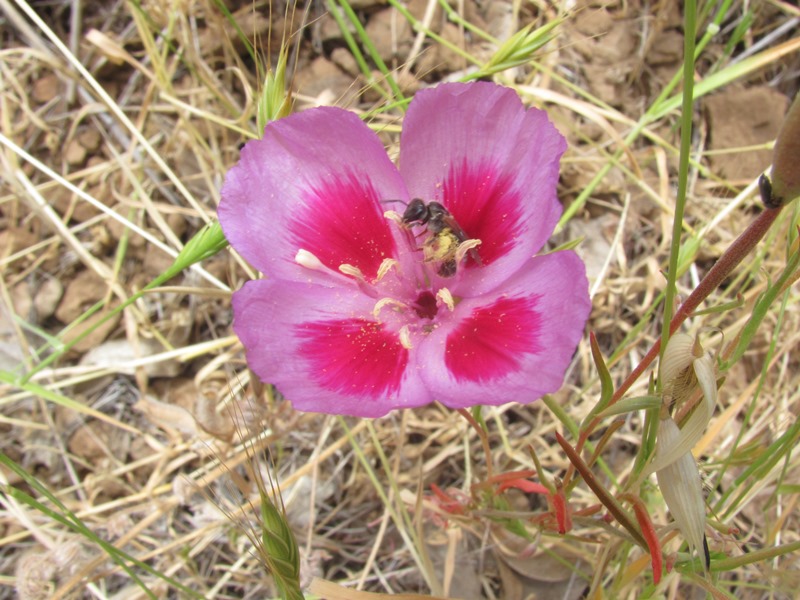Clarkia amoena ssp. huntiana