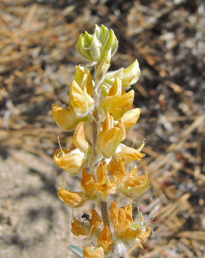 Lupinus padrecrowleyi