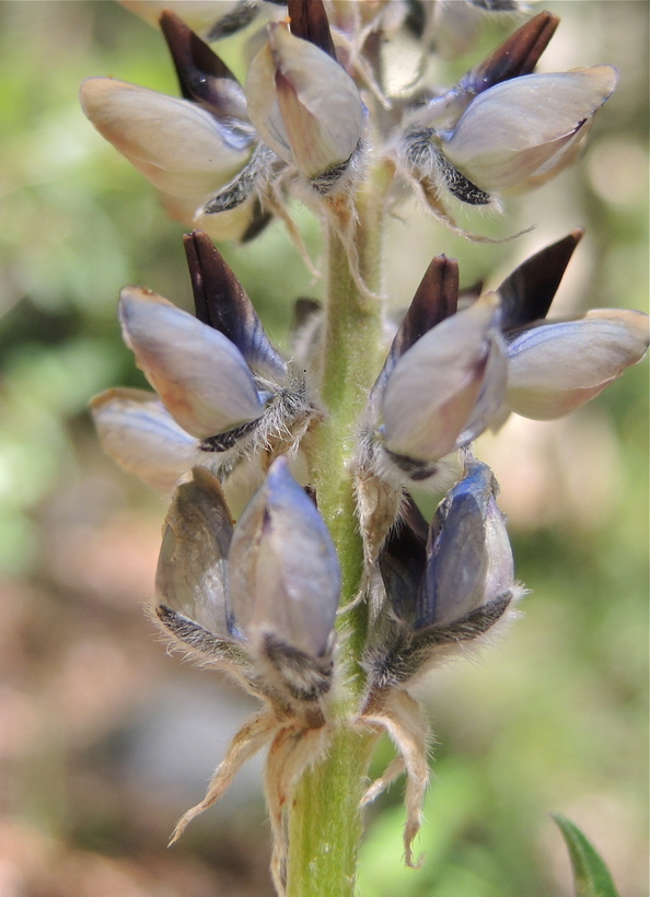 Lupinus pratensis var. pratensis