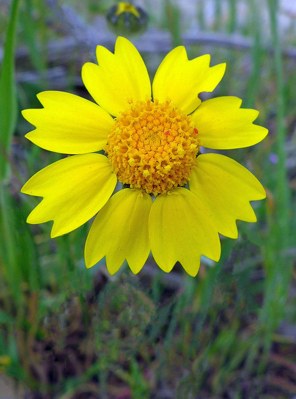 Monolopia major Monolopia major