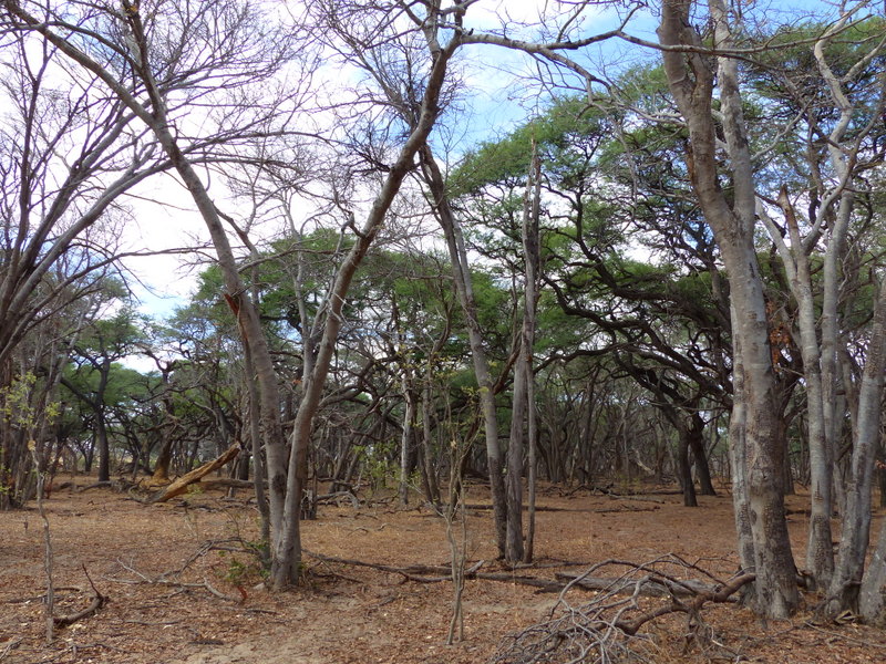 Acacia woods in Hwange NP