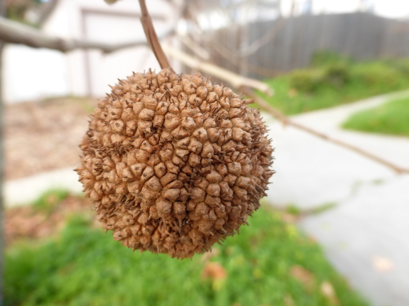 Sycamore Tree Fruit Balls