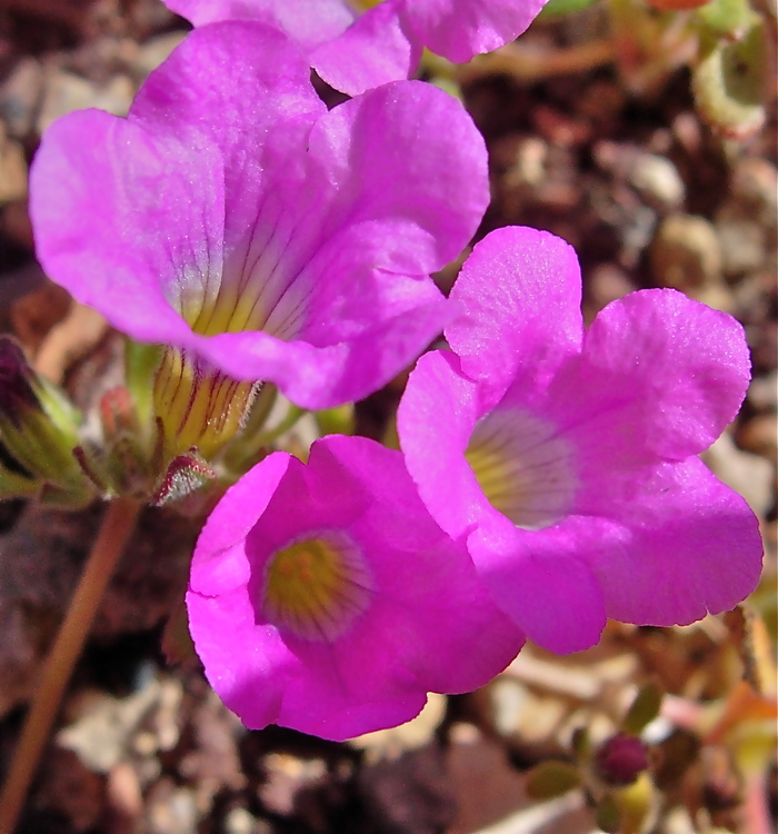 Nama demissa var. covillei