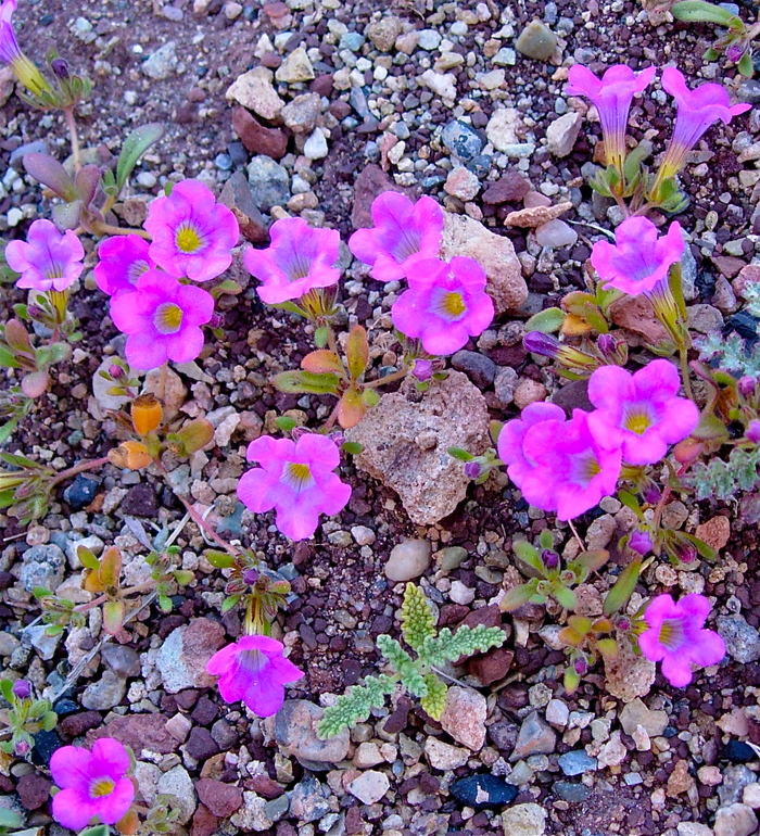 Nama demissa var. covillei