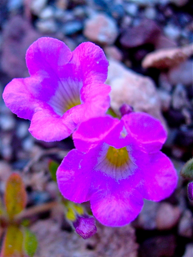 Nama demissa var. covillei