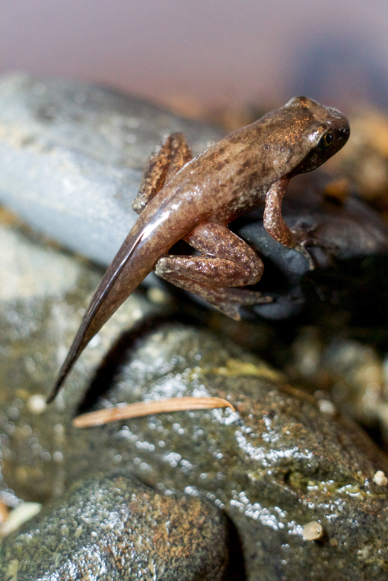 Tailed frog. Хвостатые лягушки. Ascaphus TRUEI. Лейопельма лягушка. Хвостатая жаба.