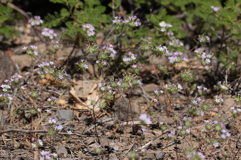 Navarretia prolifera ssp. prolifera