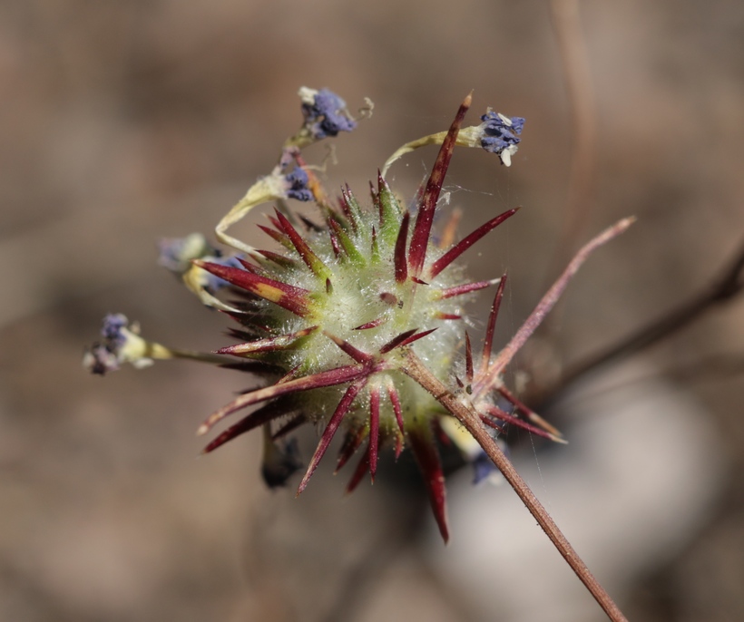 Navarretia prolifera ssp. prolifera