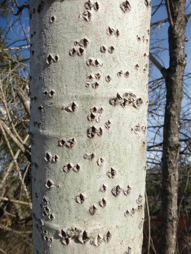 Populus alba