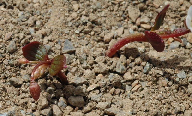 Claytonia obovata