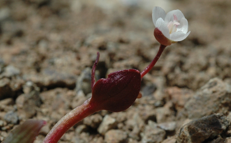 Claytonia obovata