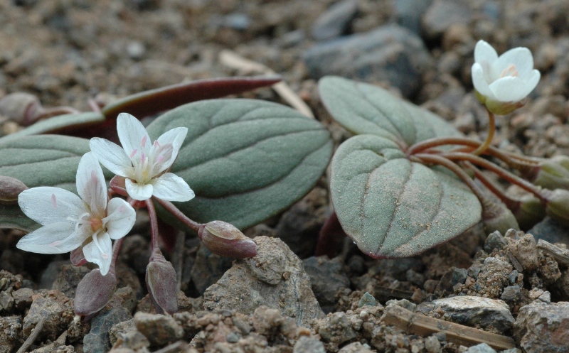 Claytonia obovata