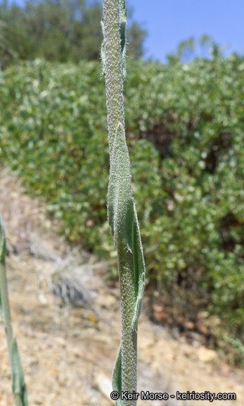 Boechera californica